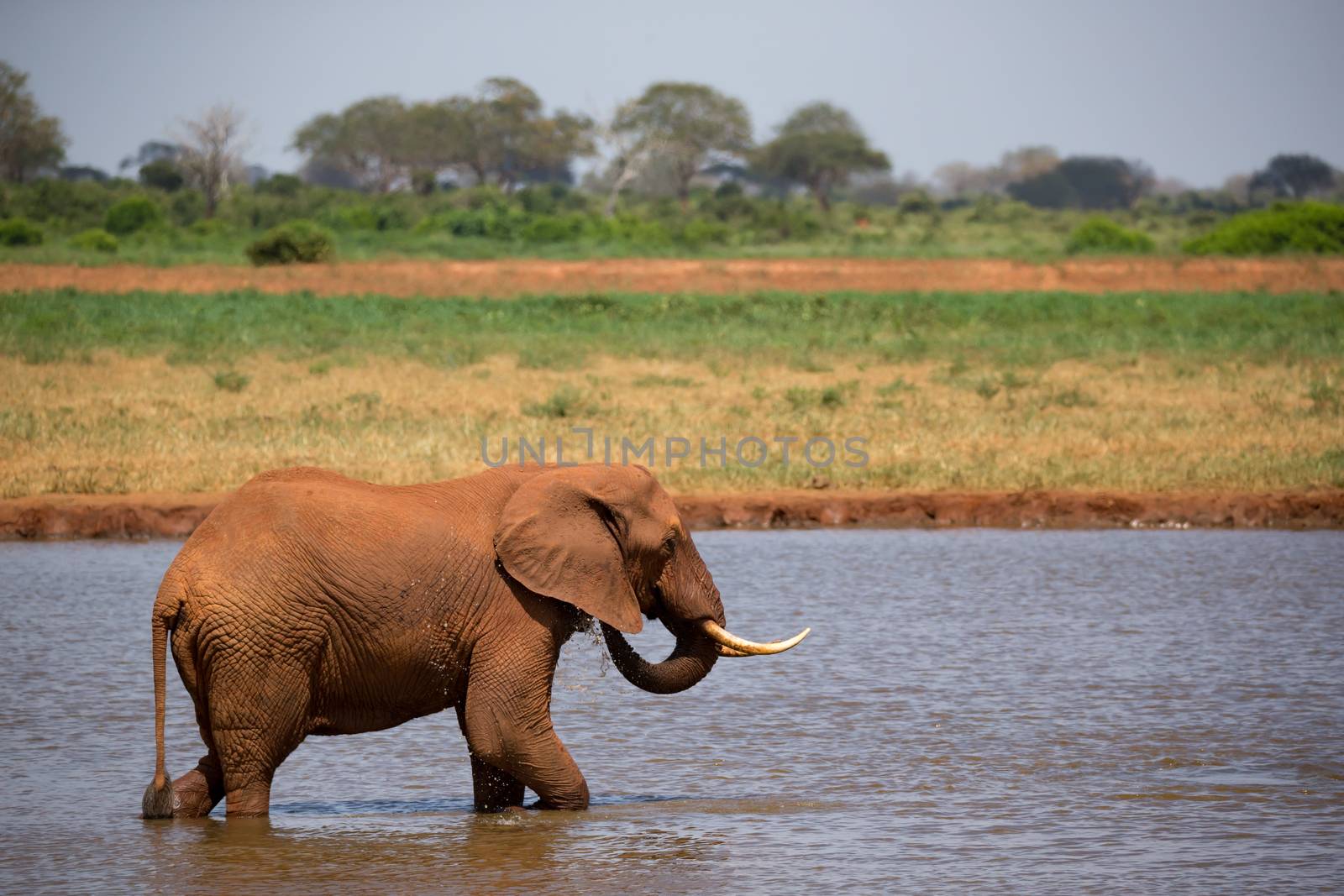 One red elephant drinks water from a water hole