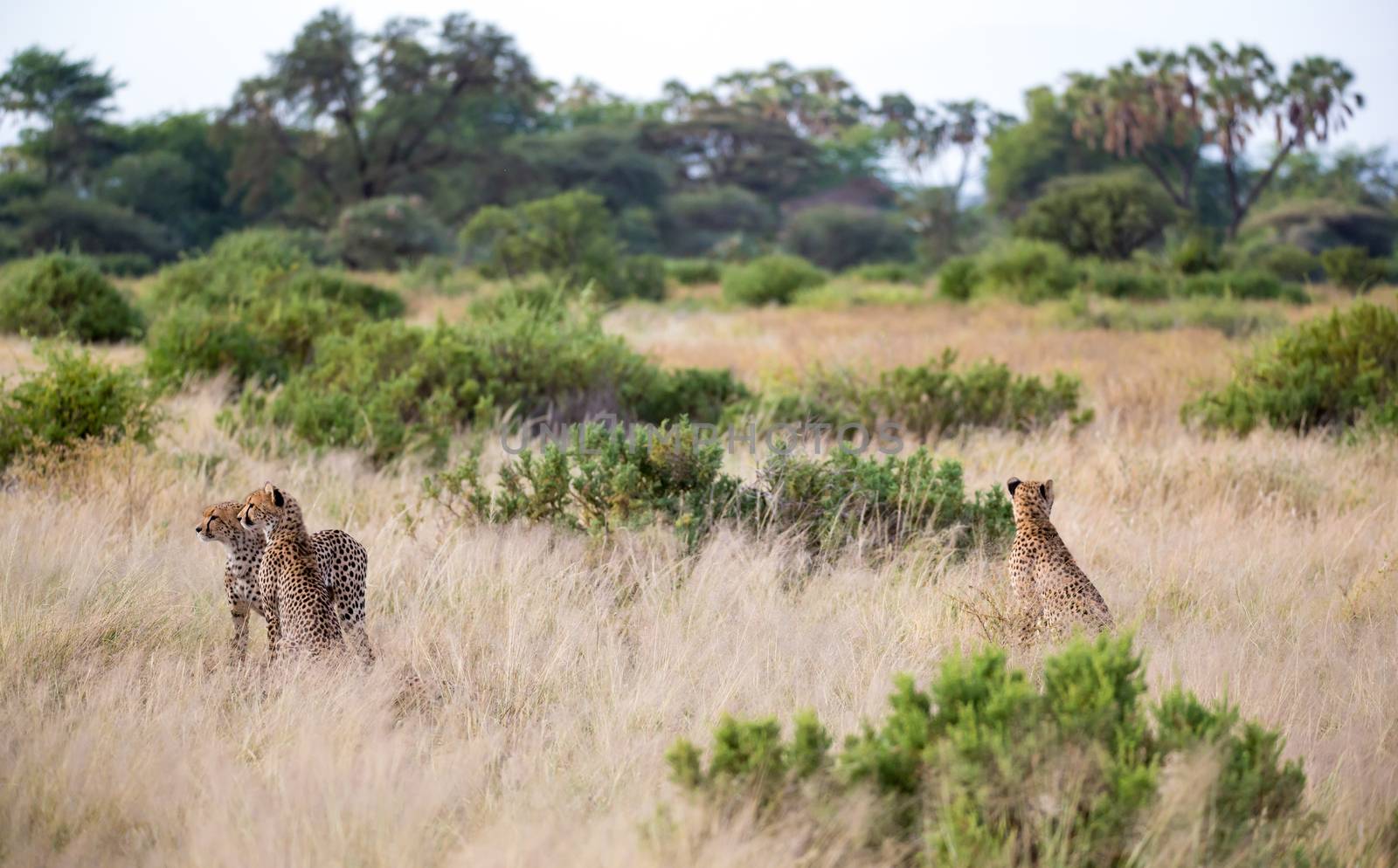 The cheetahs are running in the savannah in the tall grass