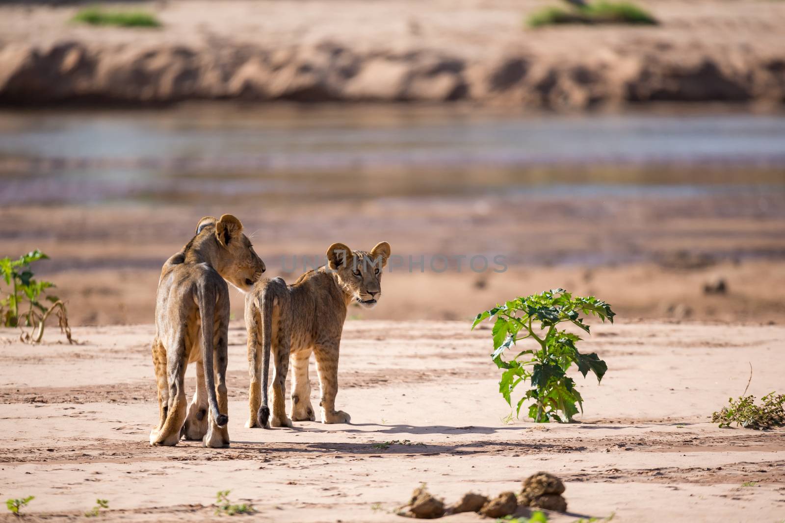 The lions walk along the banks of a river