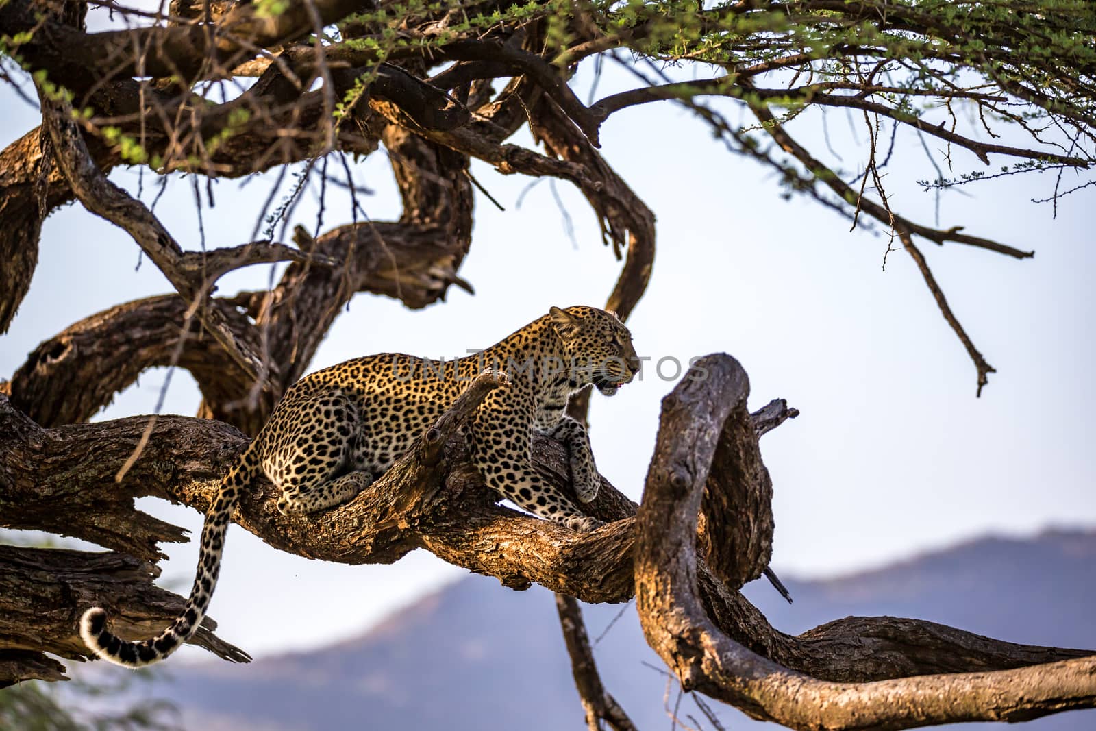 One leopard rests on the branch of a tree