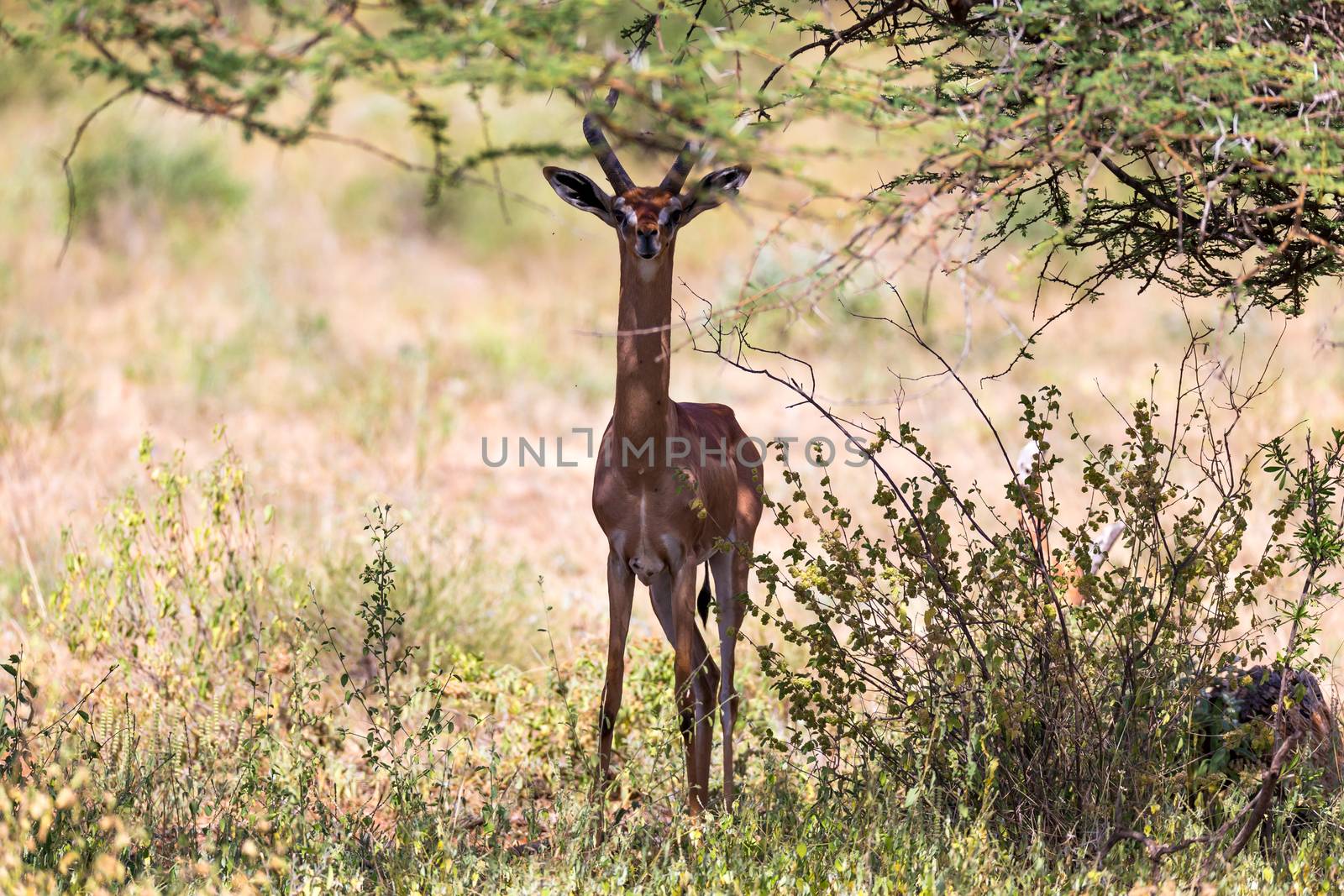 A gerenuk between the plants in the savannah by 25ehaag6
