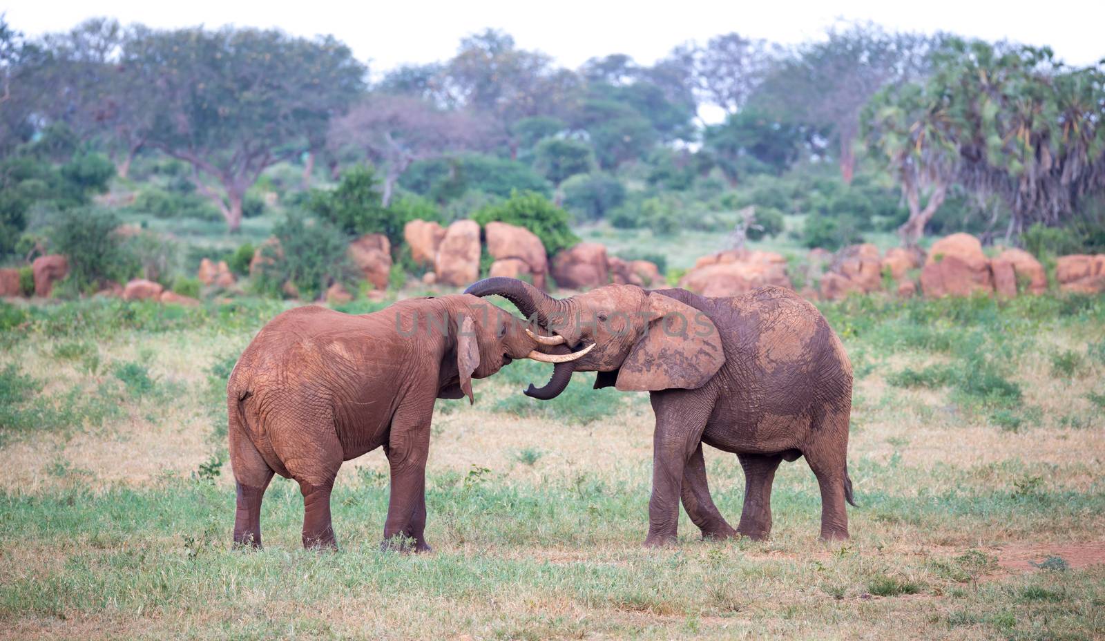 Some big red elephants try to fight each other with the trunks