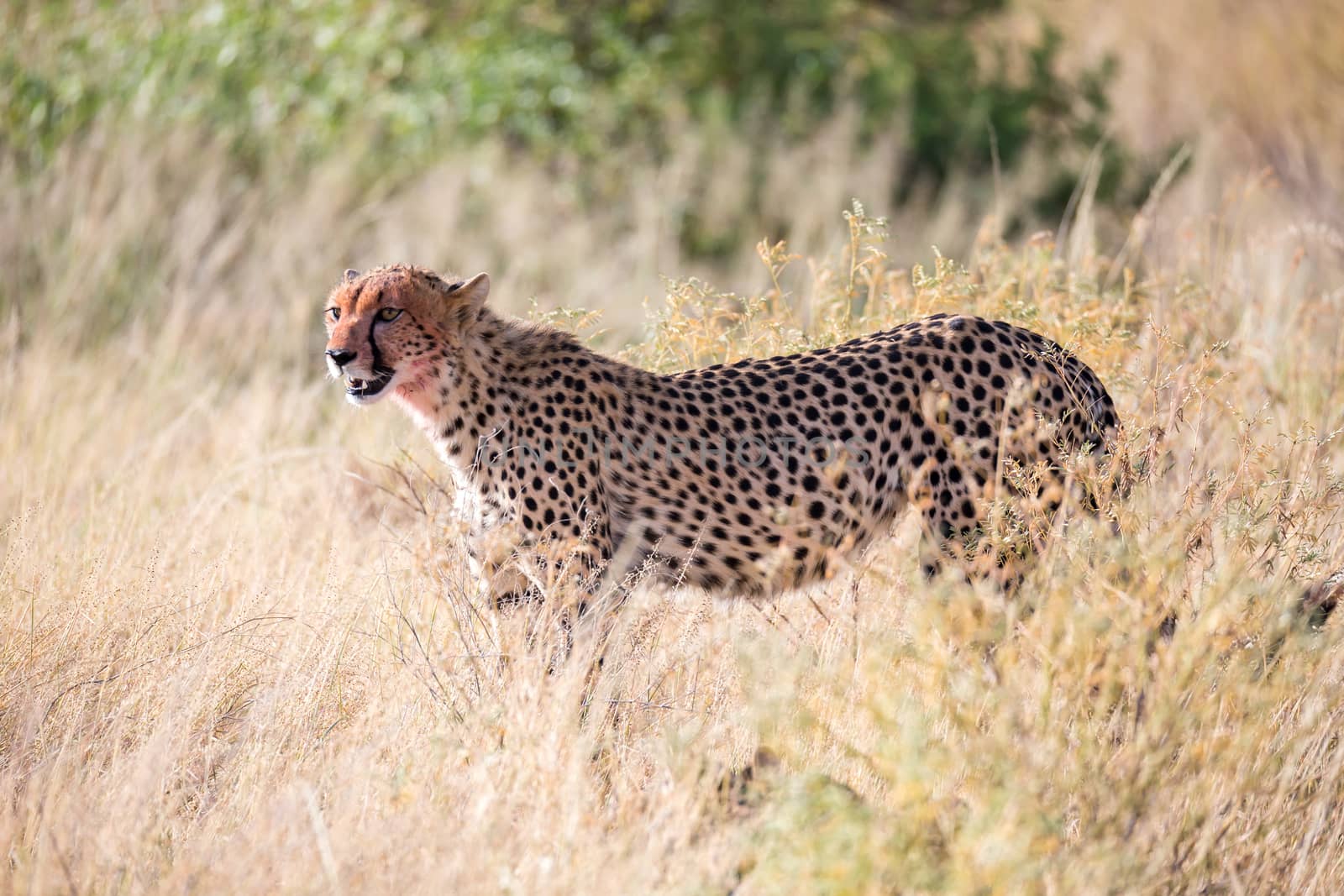 A cheetah in the grass in the savannah by 25ehaag6