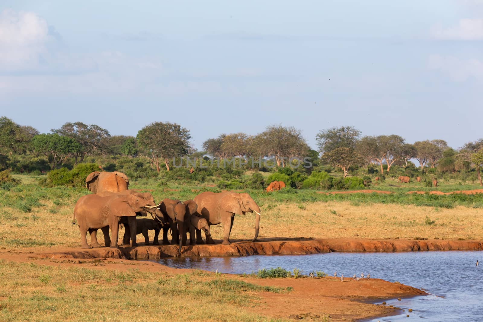 The family of red elephants at a water hole in the middle of the savannah