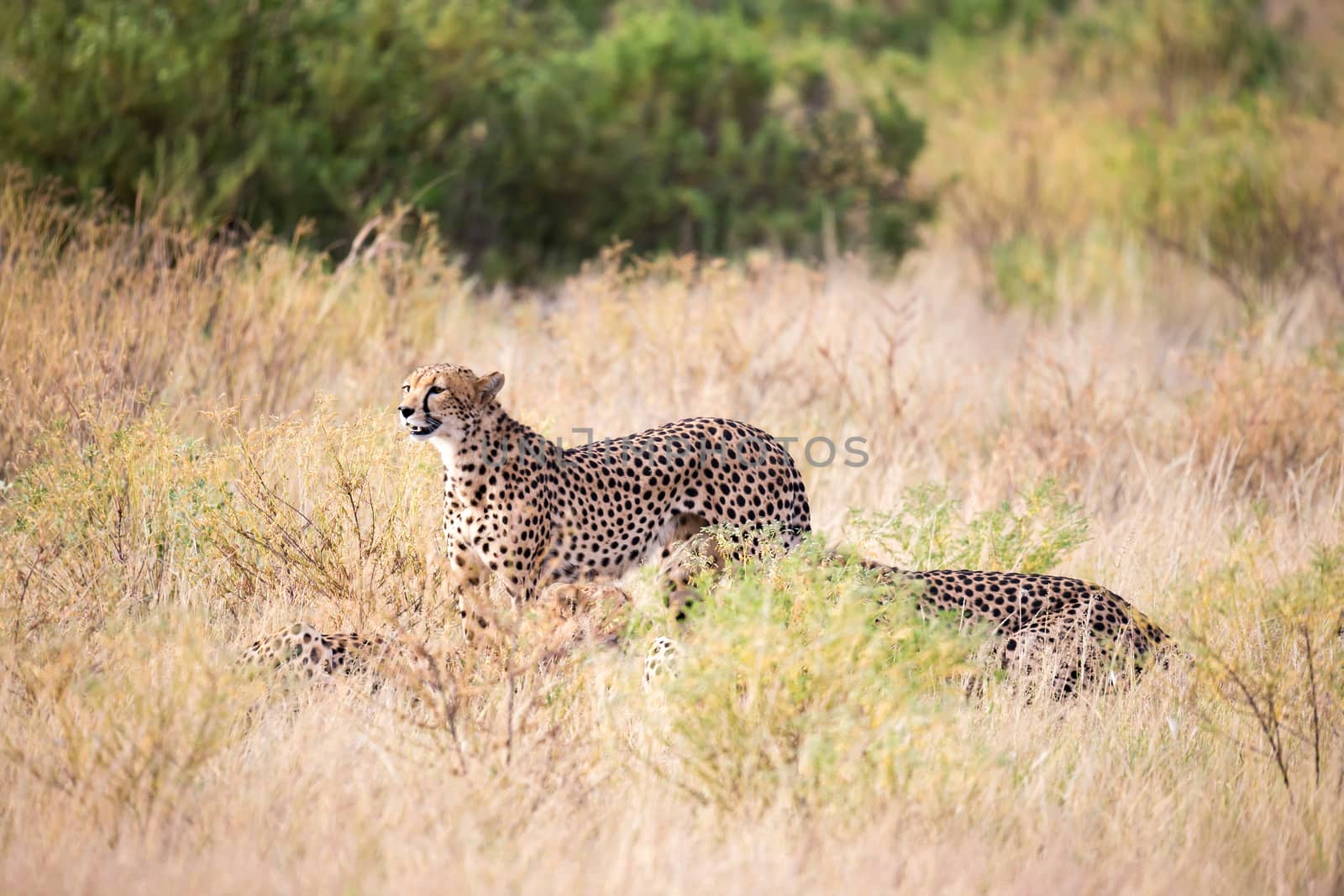 Two cheetahs in the grass look into the distance by 25ehaag6