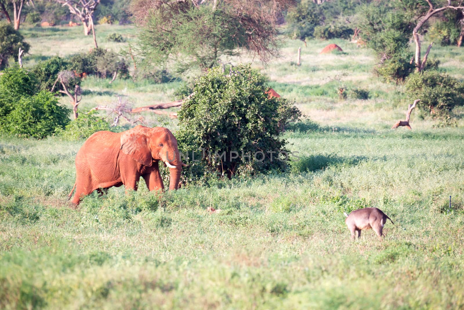 A big red elephant walks through the savannah between many plant by 25ehaag6