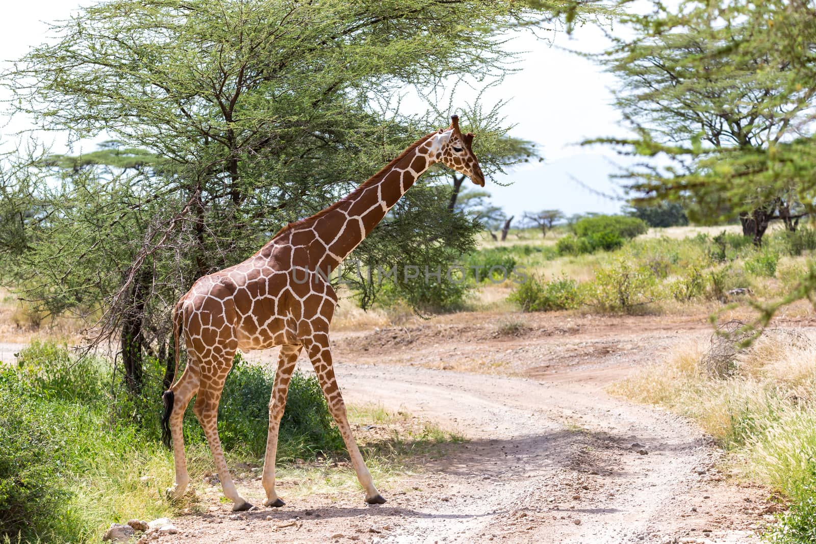 A giraffe crosses a path in the savannah by 25ehaag6