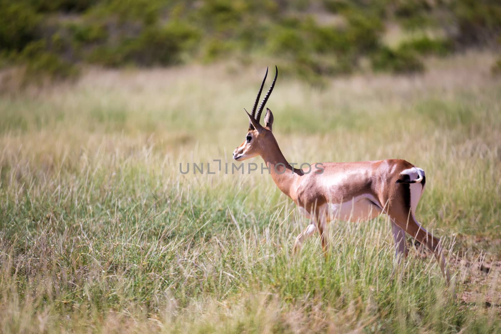 Some antelopes in the grass landscape of Kenya by 25ehaag6