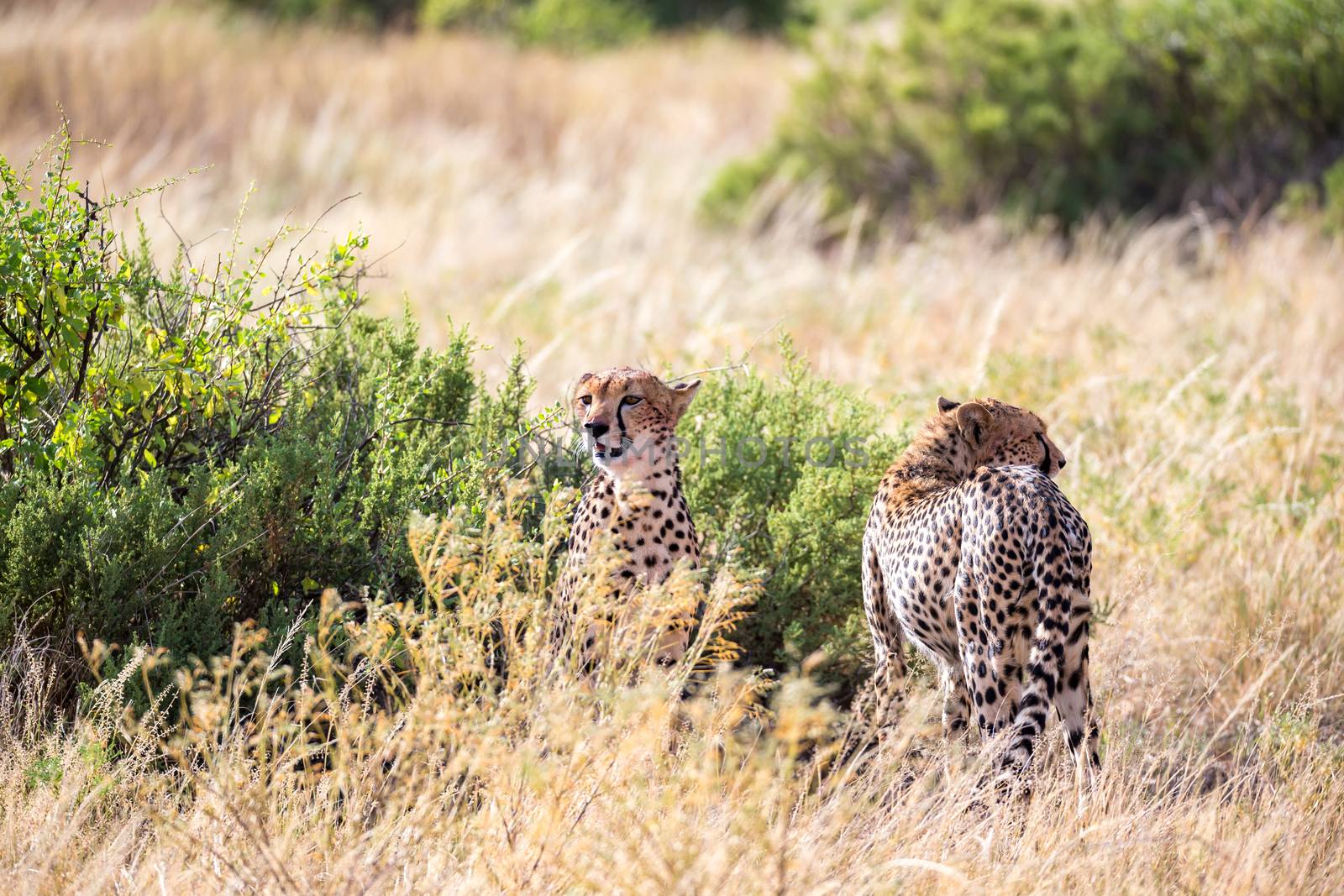 Cheetahs eating in the middle of the grass by 25ehaag6