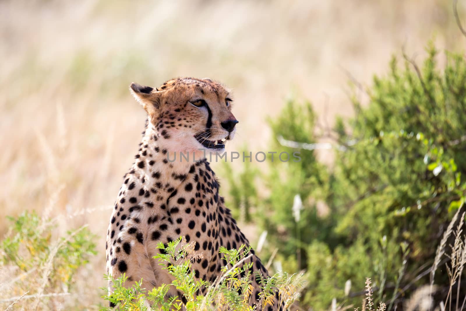 One cheetah in the grass landscape between the bushes