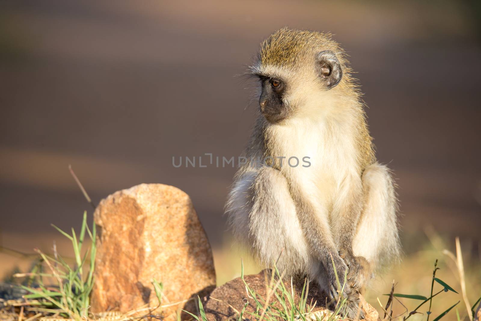 A monkey sits and looks around by 25ehaag6