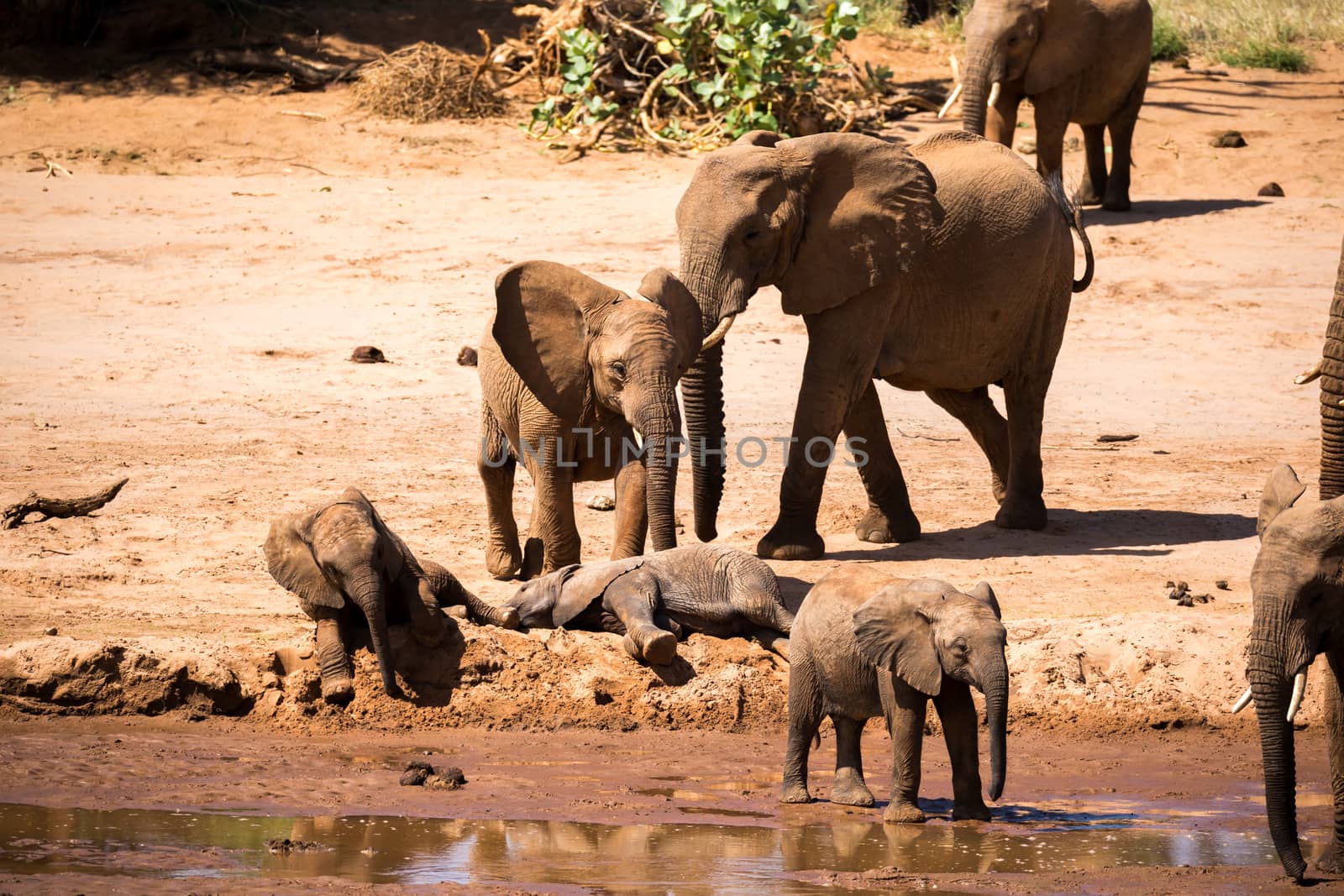 One large elephant family is on the bank of a river