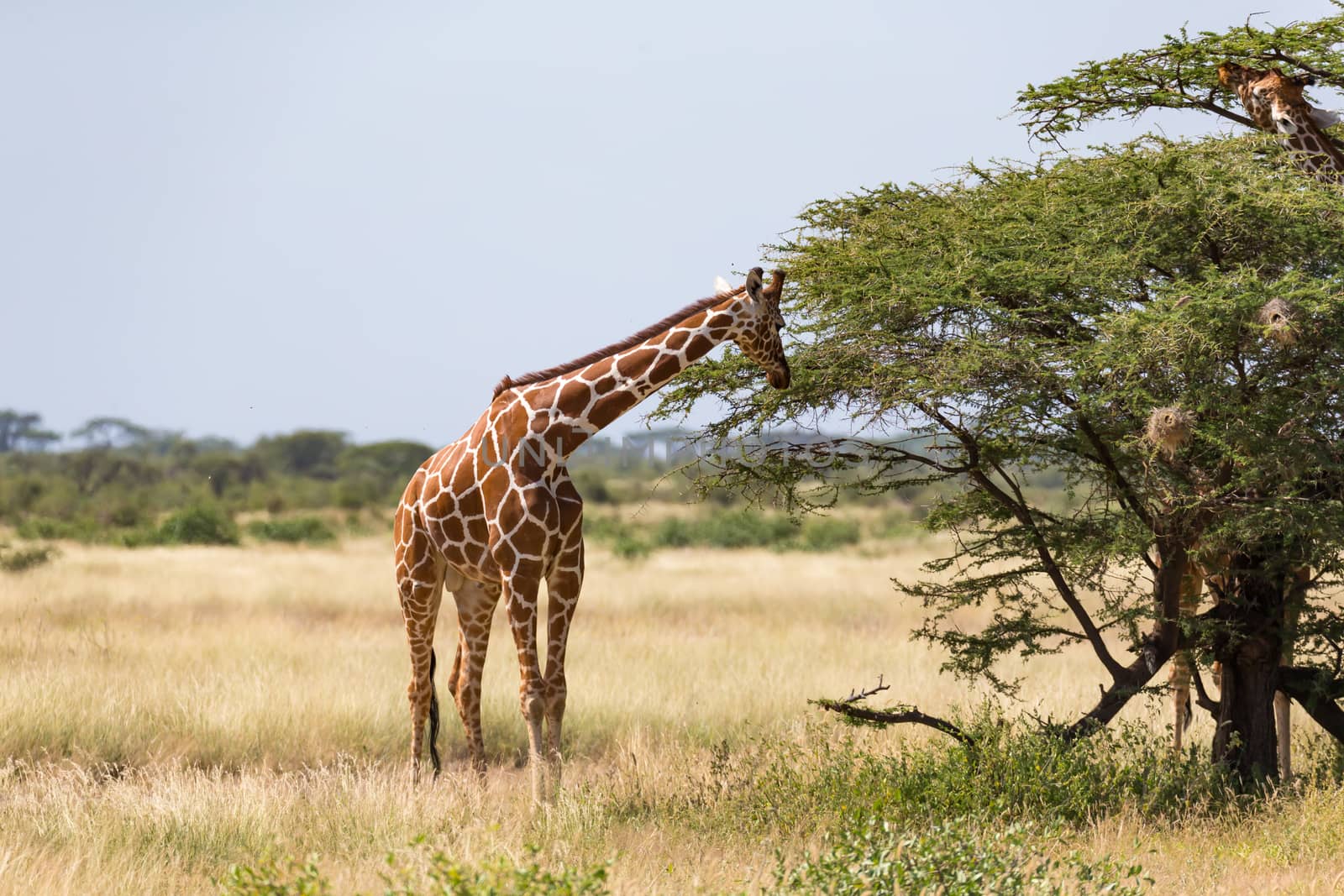 Giraffes in the savannah of Kenya with many trees and bushes in by 25ehaag6