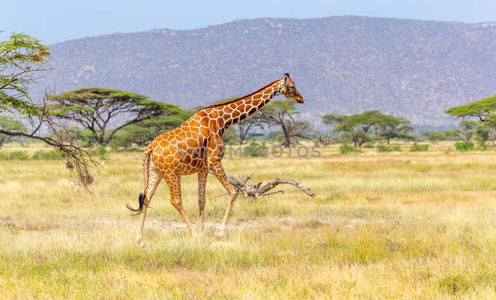 The Somalia giraffe goes over a green lush meadow