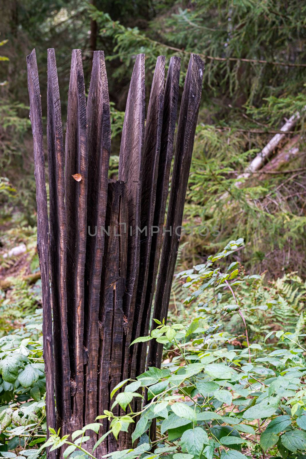 Finkenwiese wooden figures in the Pfrungen Wilhelmsdorfer Ried in Upper Swabia Germany