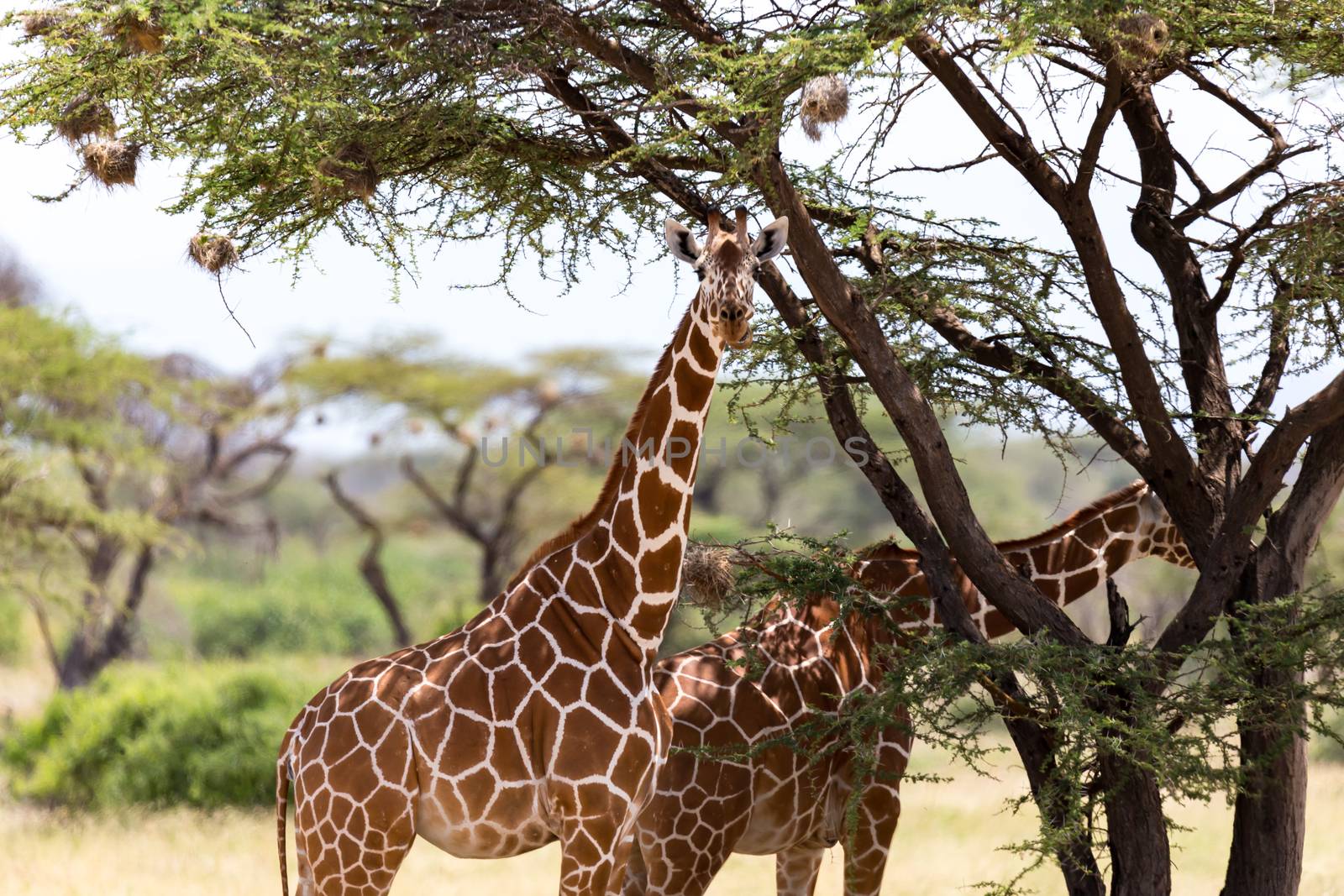 Giraffes eat leaves from the acacia trees by 25ehaag6