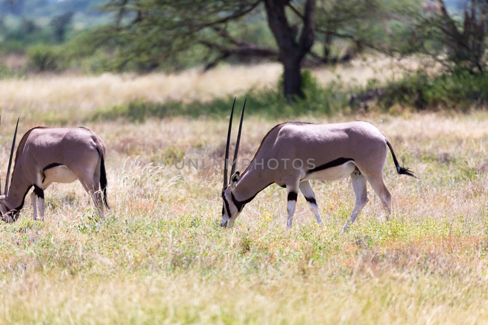 An Oryx family in the grassland of the Kenyan Savannah by 25ehaag6