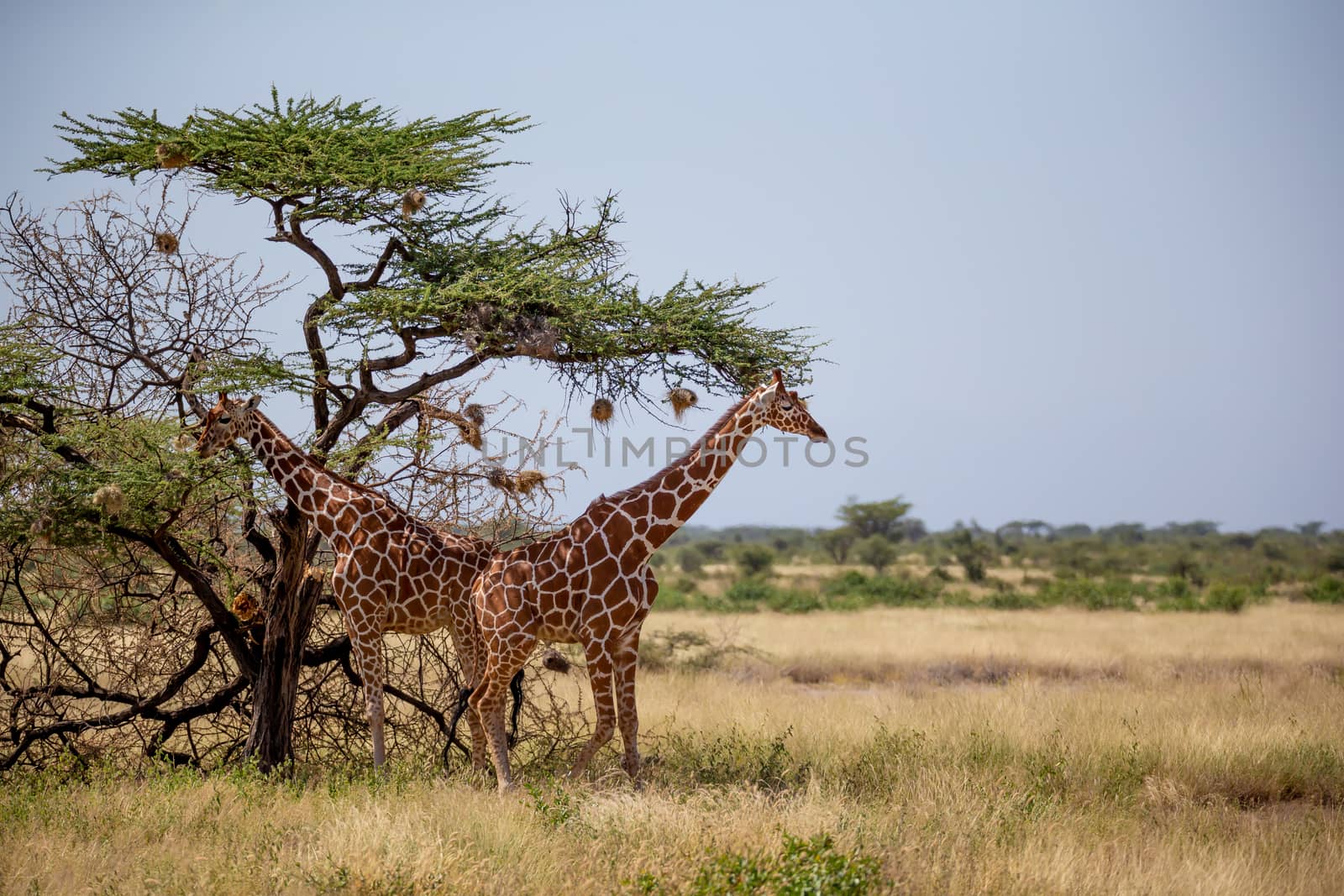 Two Somalia giraffes eat the leaves of acacia trees by 25ehaag6