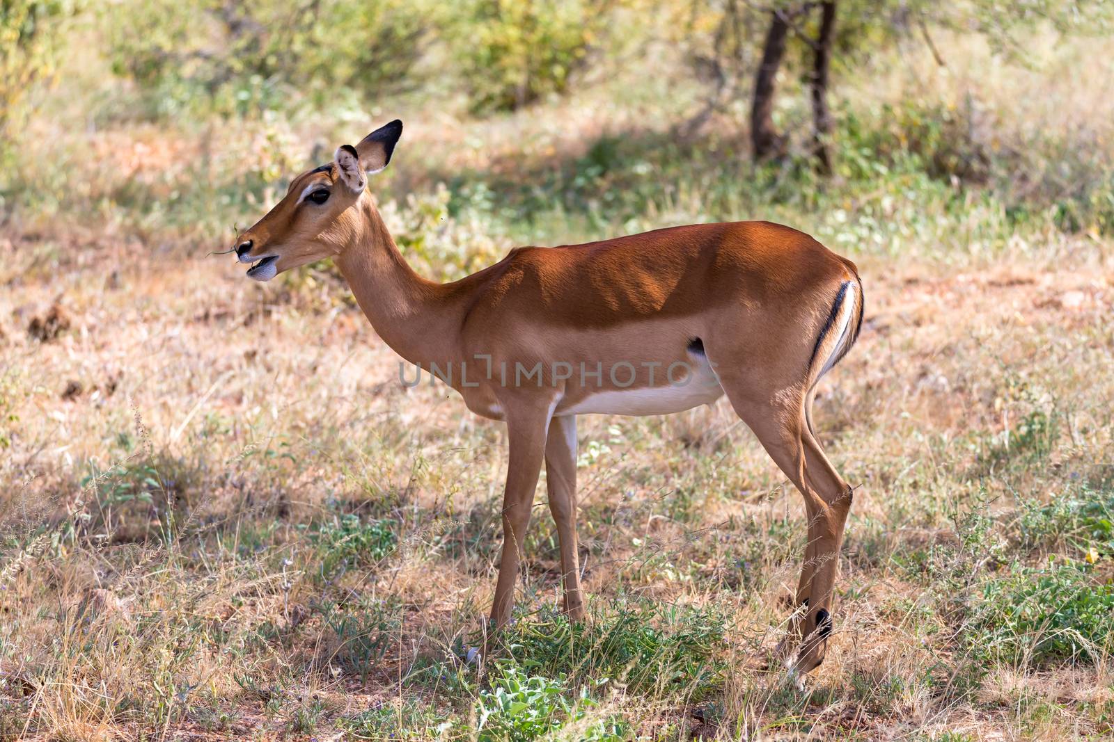 Grant Gazelle grazes in the vastness of the Kenyan savannah by 25ehaag6