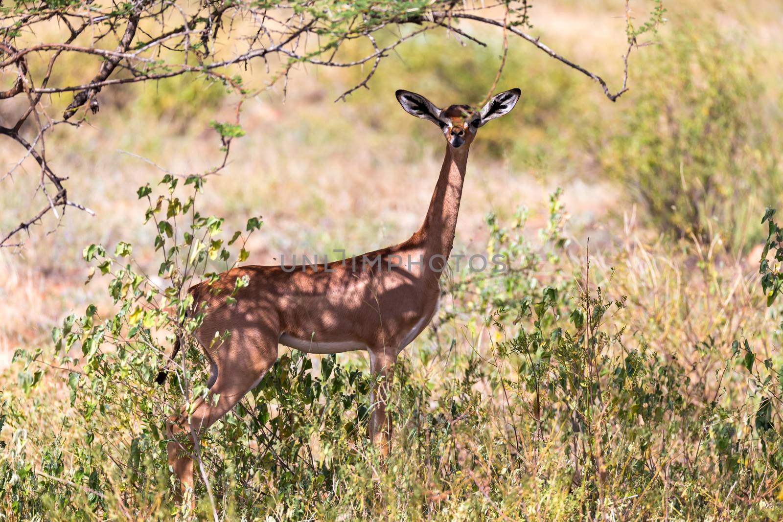 The gerenuk between the plants in the savannah