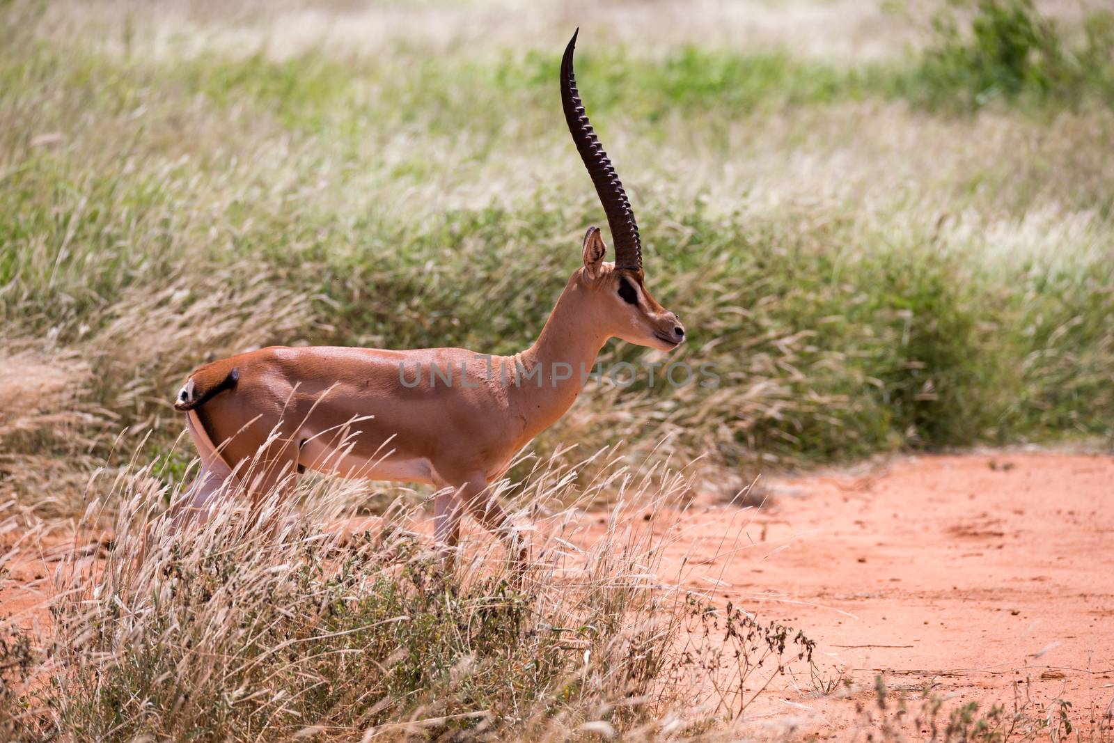 An antelope in the grassland of the savannah in Kenya by 25ehaag6