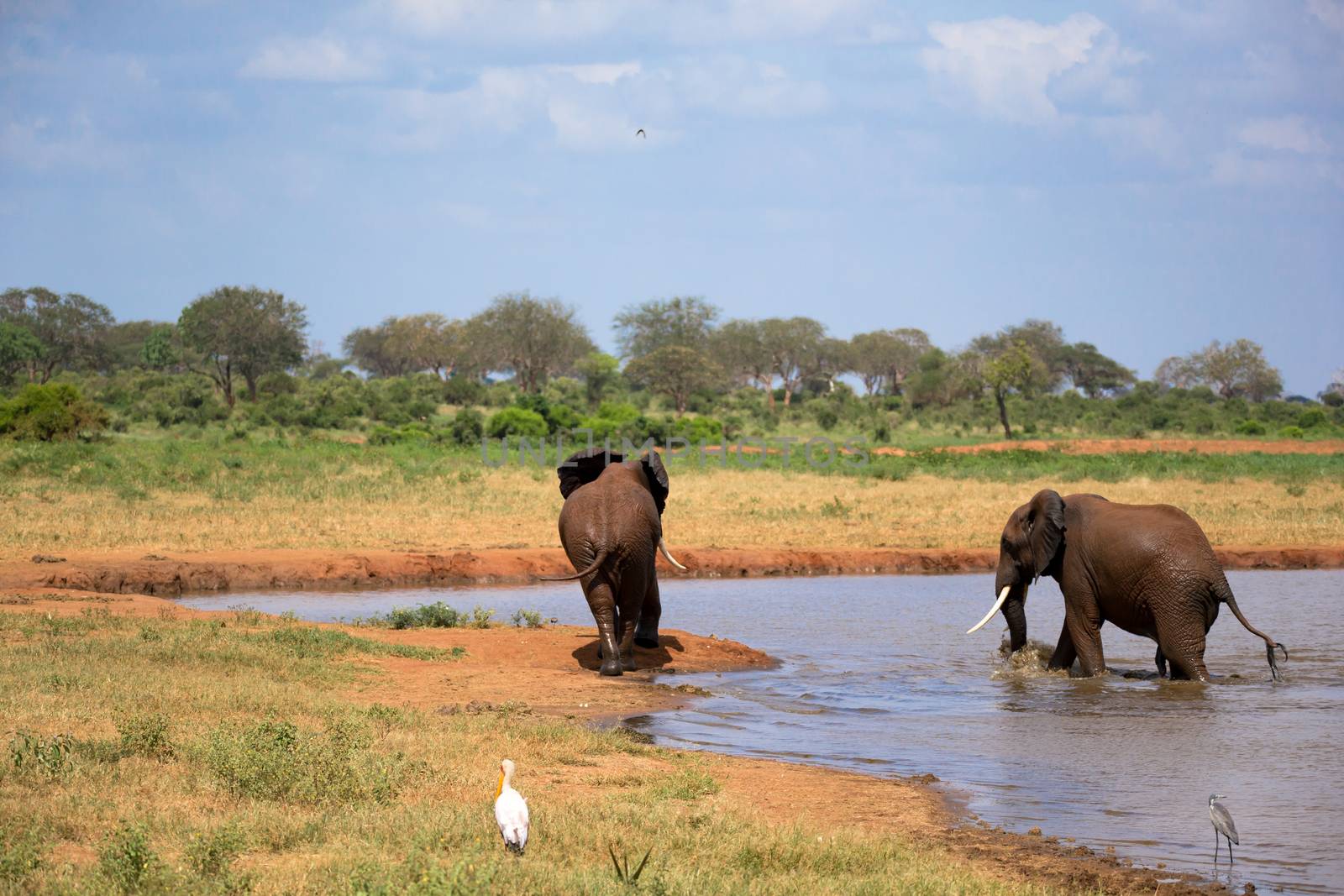 Red elephants on the waterhole in the savannah of Kenya by 25ehaag6