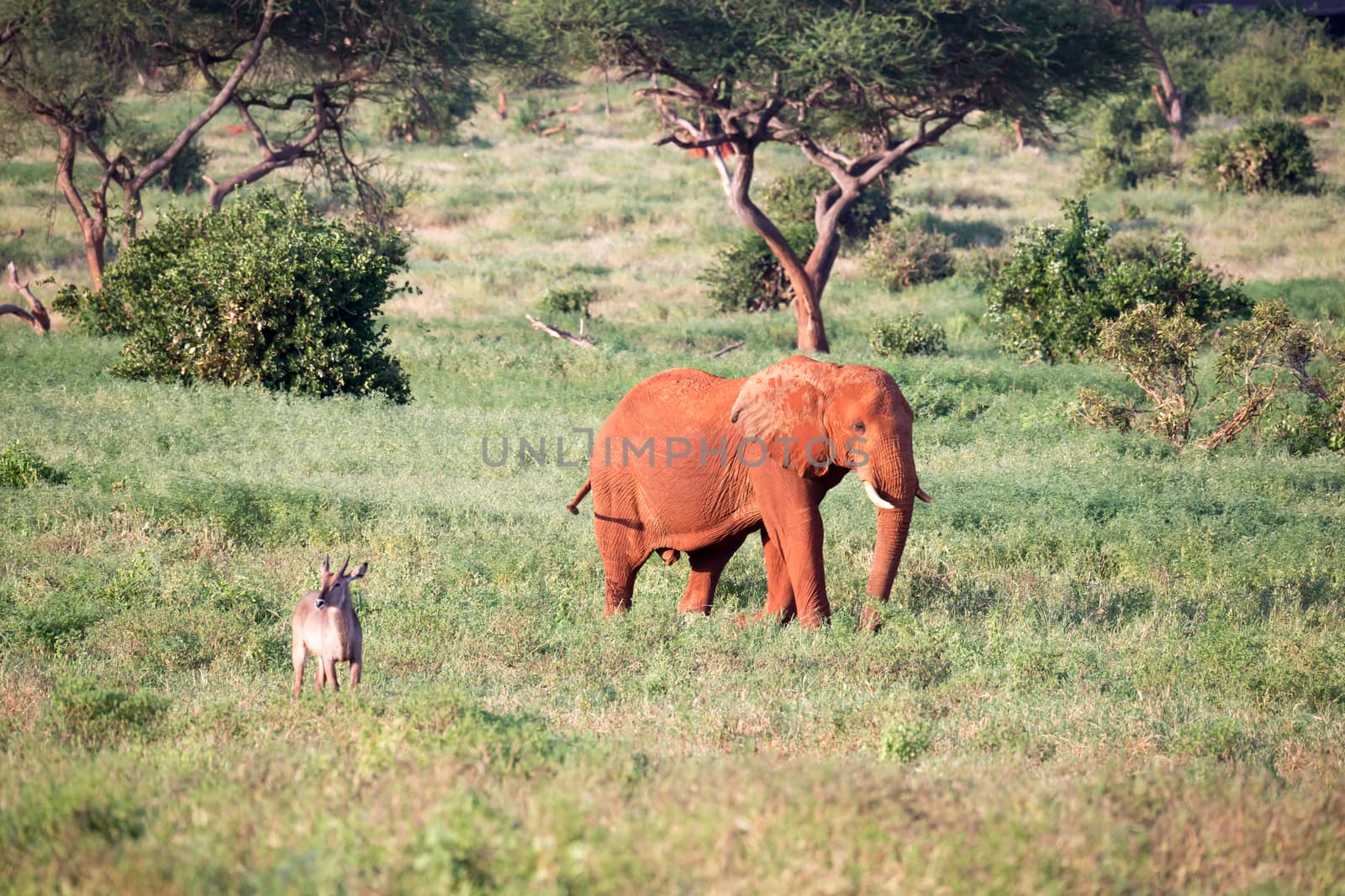 A big red elephant walks through the savannah between many plant by 25ehaag6
