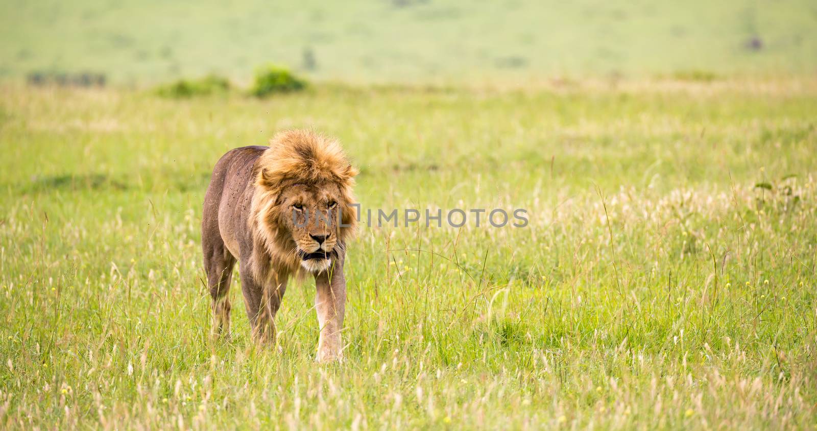 One big male lion is walking in the savannah