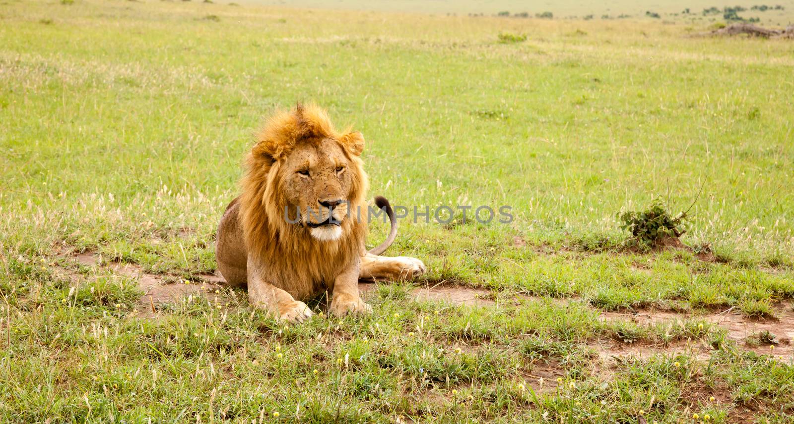 A big lion resting in the grass in the meadow
