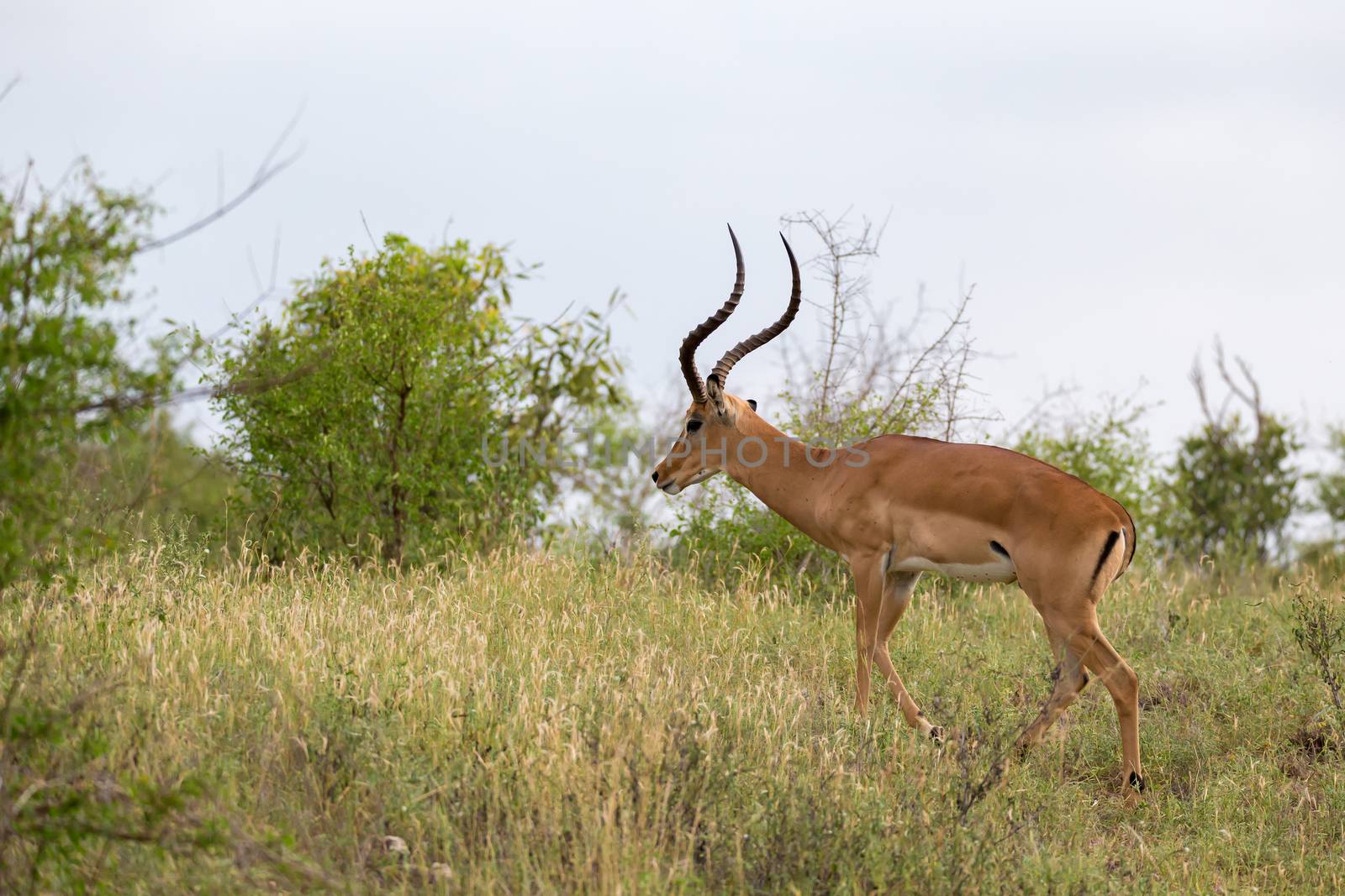 One antelope is standing beween the plants in the savannah
