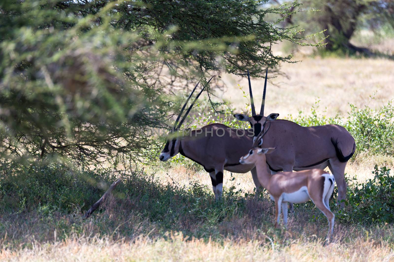 The Oryx family stands in the pasture surrounded by green grass and shrubs