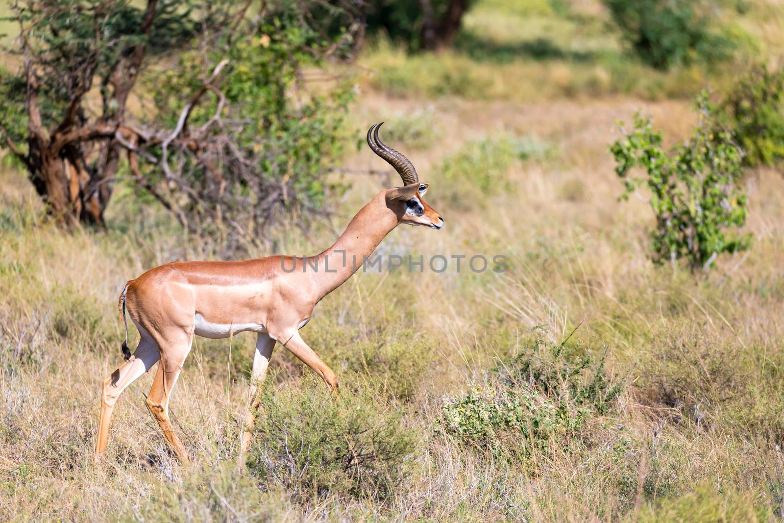 A Gerenuk walks in the grass through the savannah by 25ehaag6