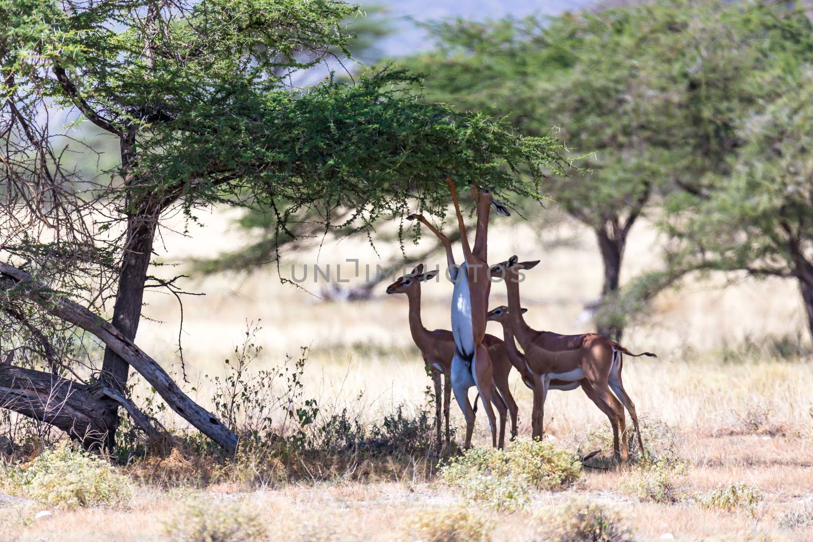 Some gerenuk in the kenyan savanna looking for food by 25ehaag6