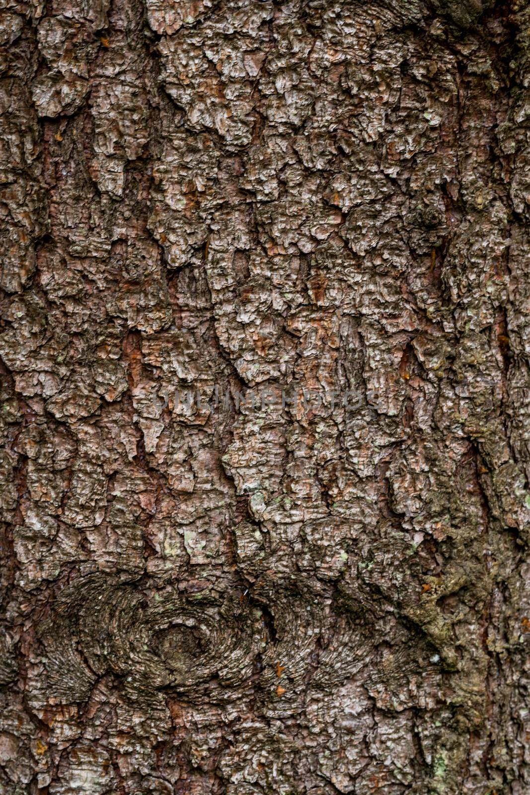 spruce fir bark softwood tree texture background in mixed forest