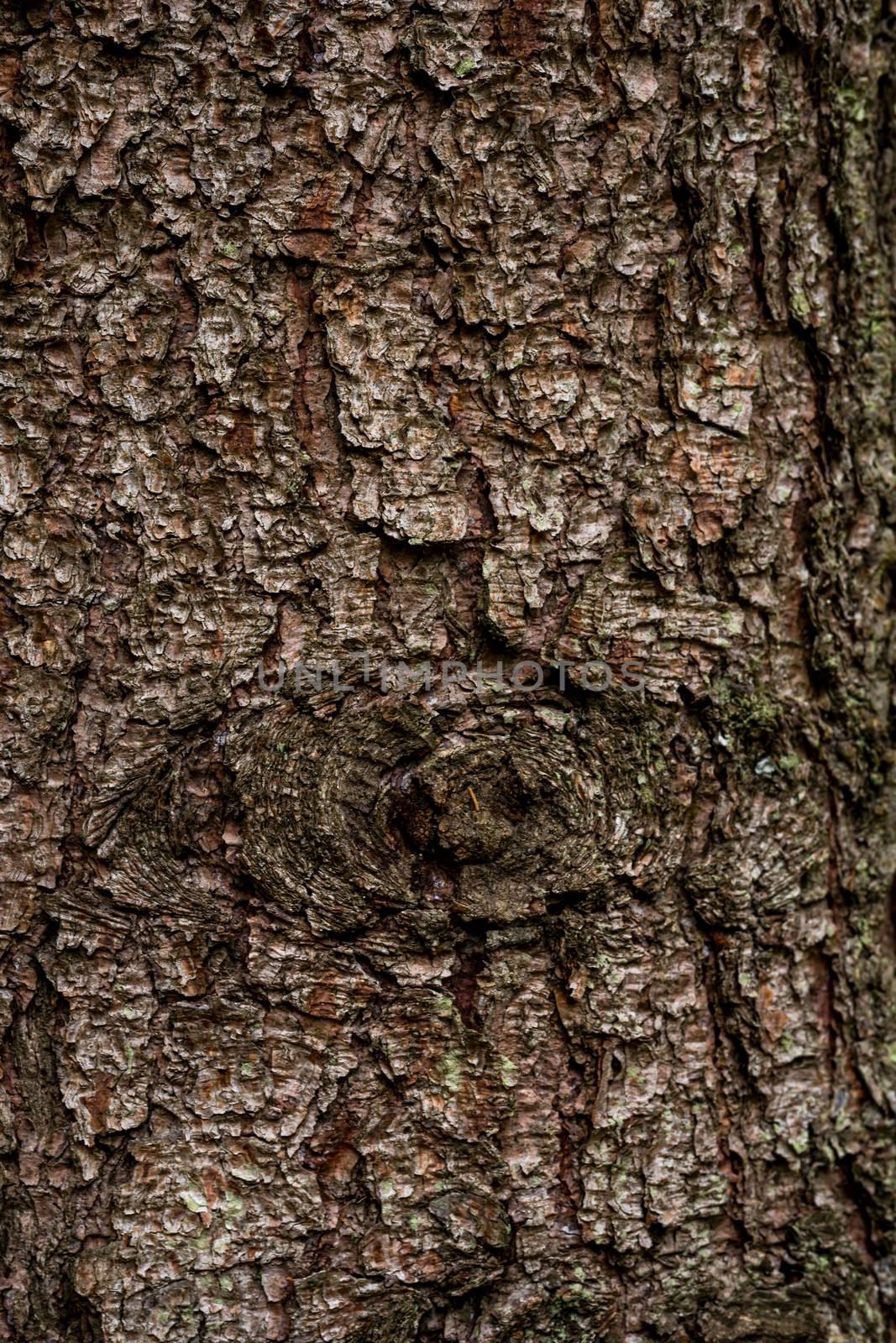 spruce fir bark softwood tree texture background in mixed forest