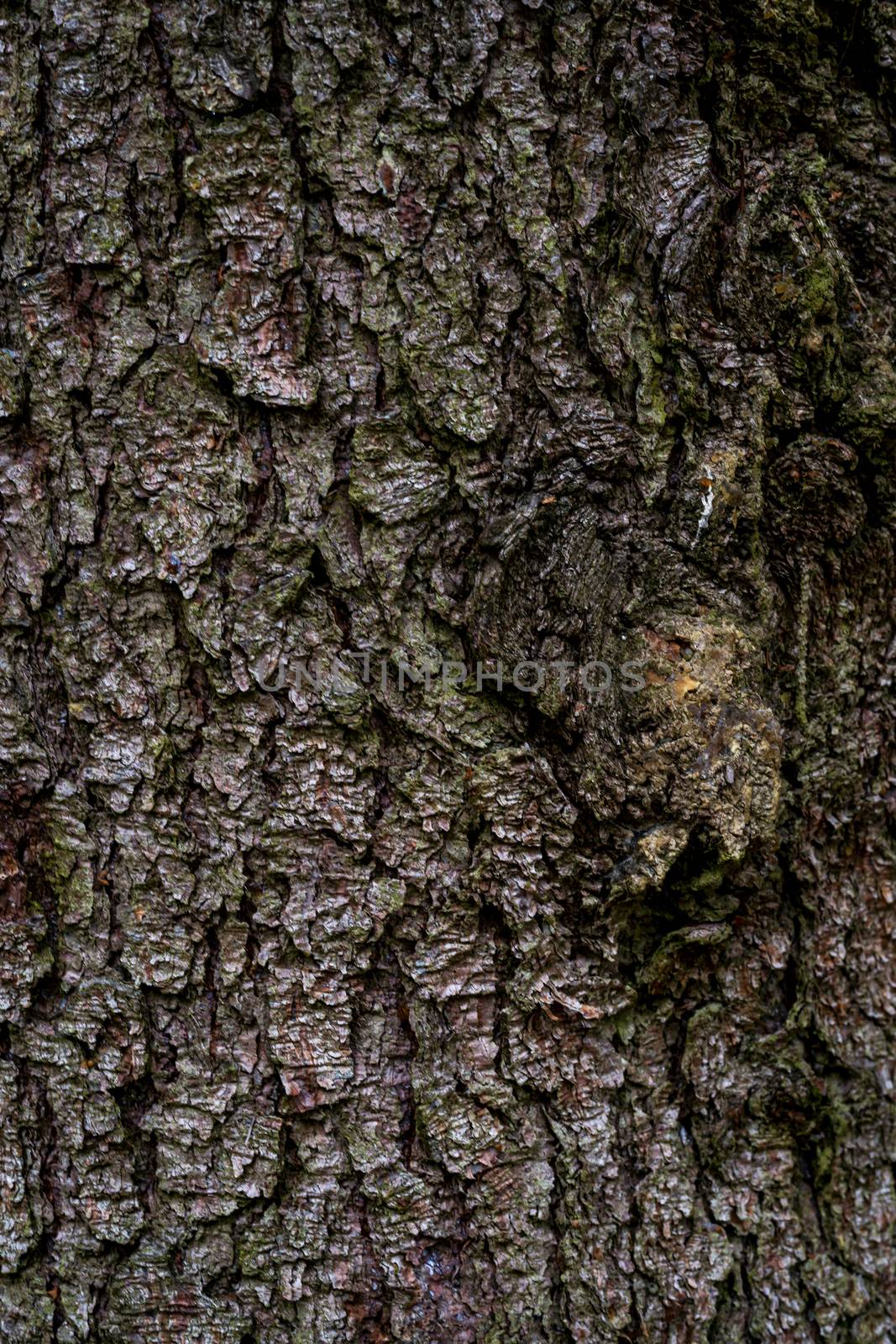 spruce fir bark softwood tree texture background in mixed forest