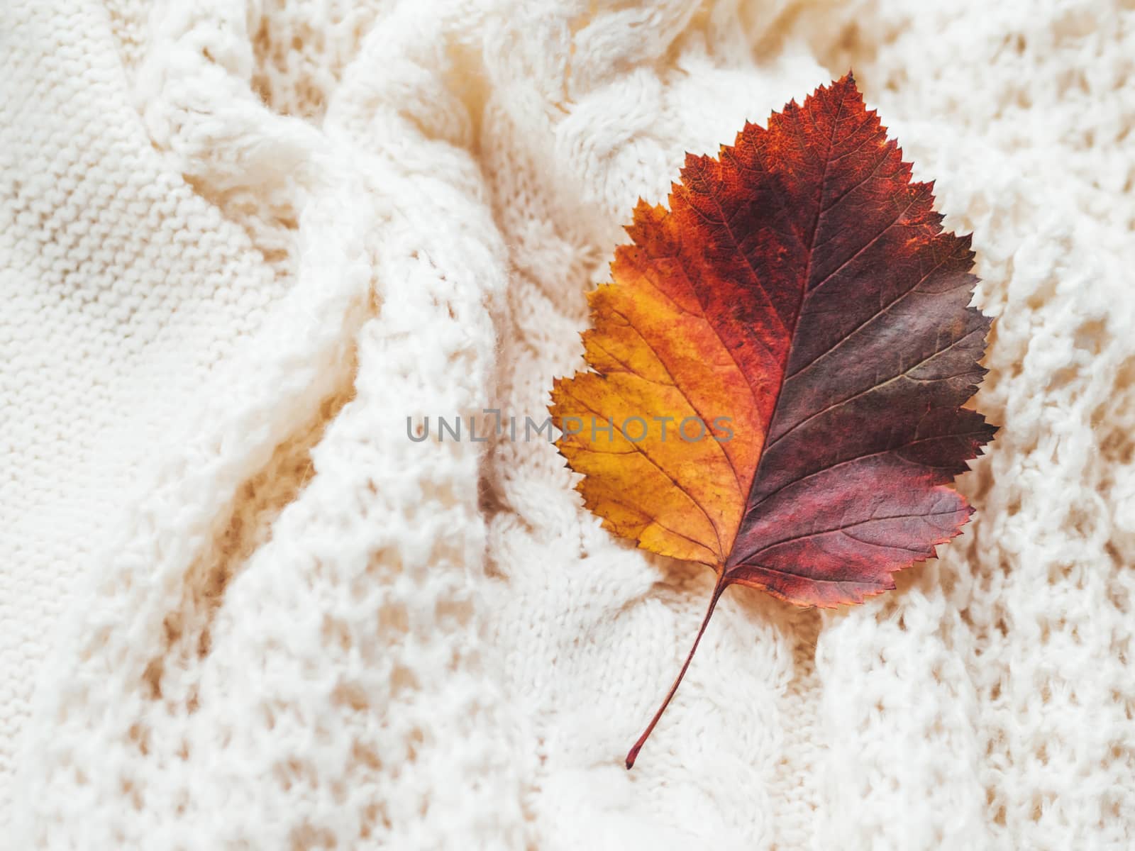 Bright and colorful autumn leaf on hand made cable-knit sweater sweater. Texture of warm knitted fabric with pattern. White crumpled cardigan. Cozy fall outfit for snuggle weather.