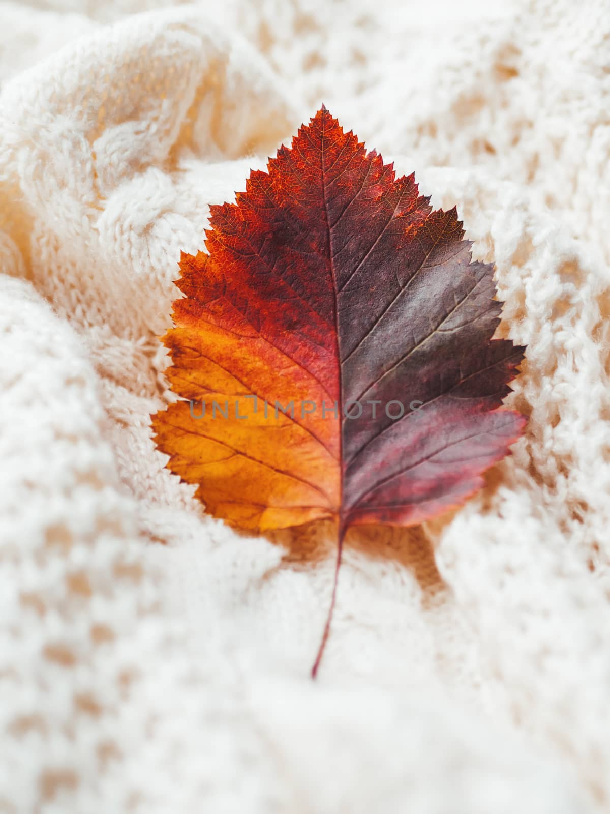 Bright and colorful autumn leaf on hand made cable-knit sweater sweater. Texture of warm knitted fabric with pattern. White crumpled cardigan. Cozy fall outfit for snuggle weather.