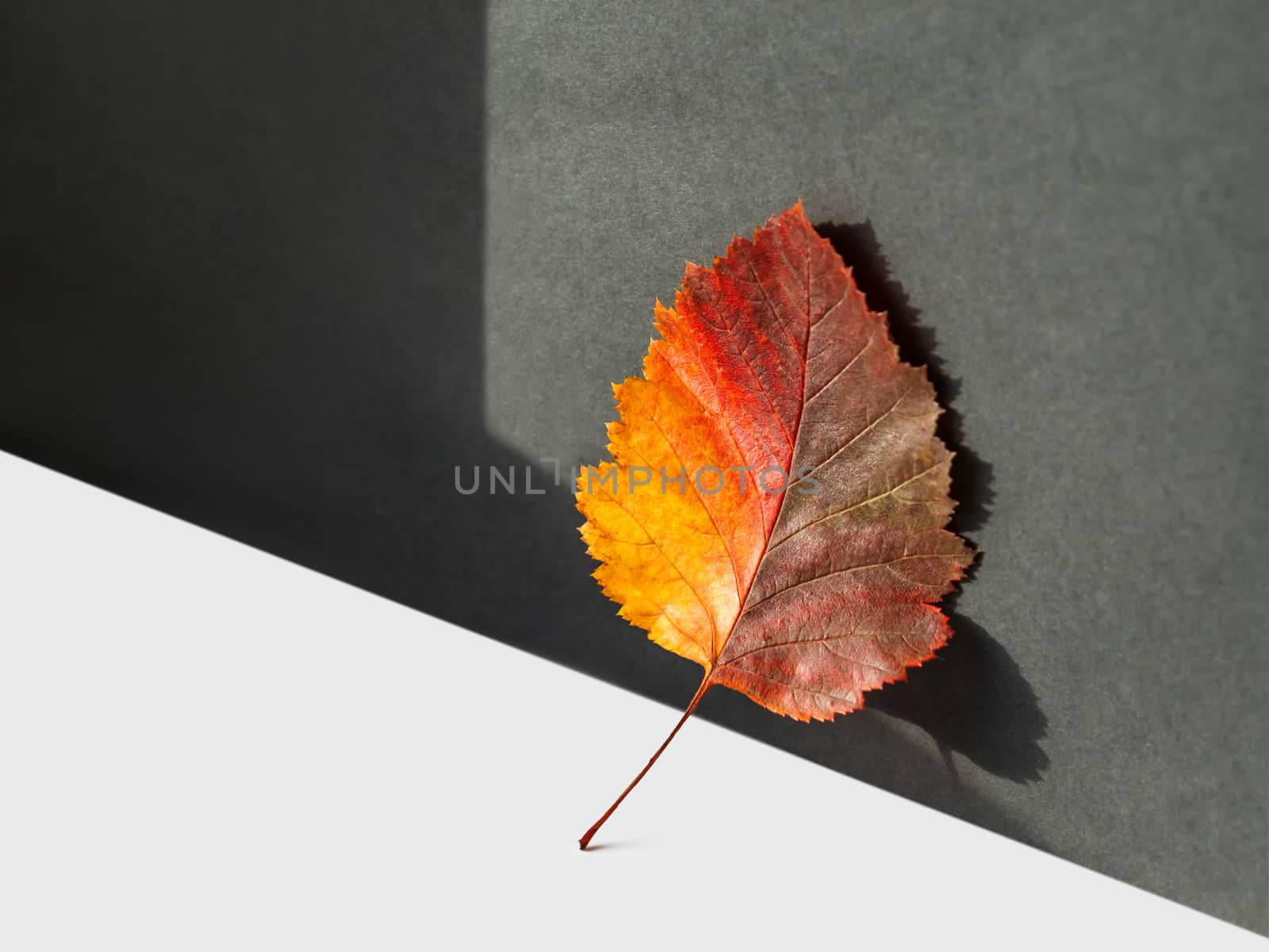 Bright and colorful autumn leaf. Monochrome geometry with light and shadow. Minimalism. Fall season. Still life with hand sunlight.