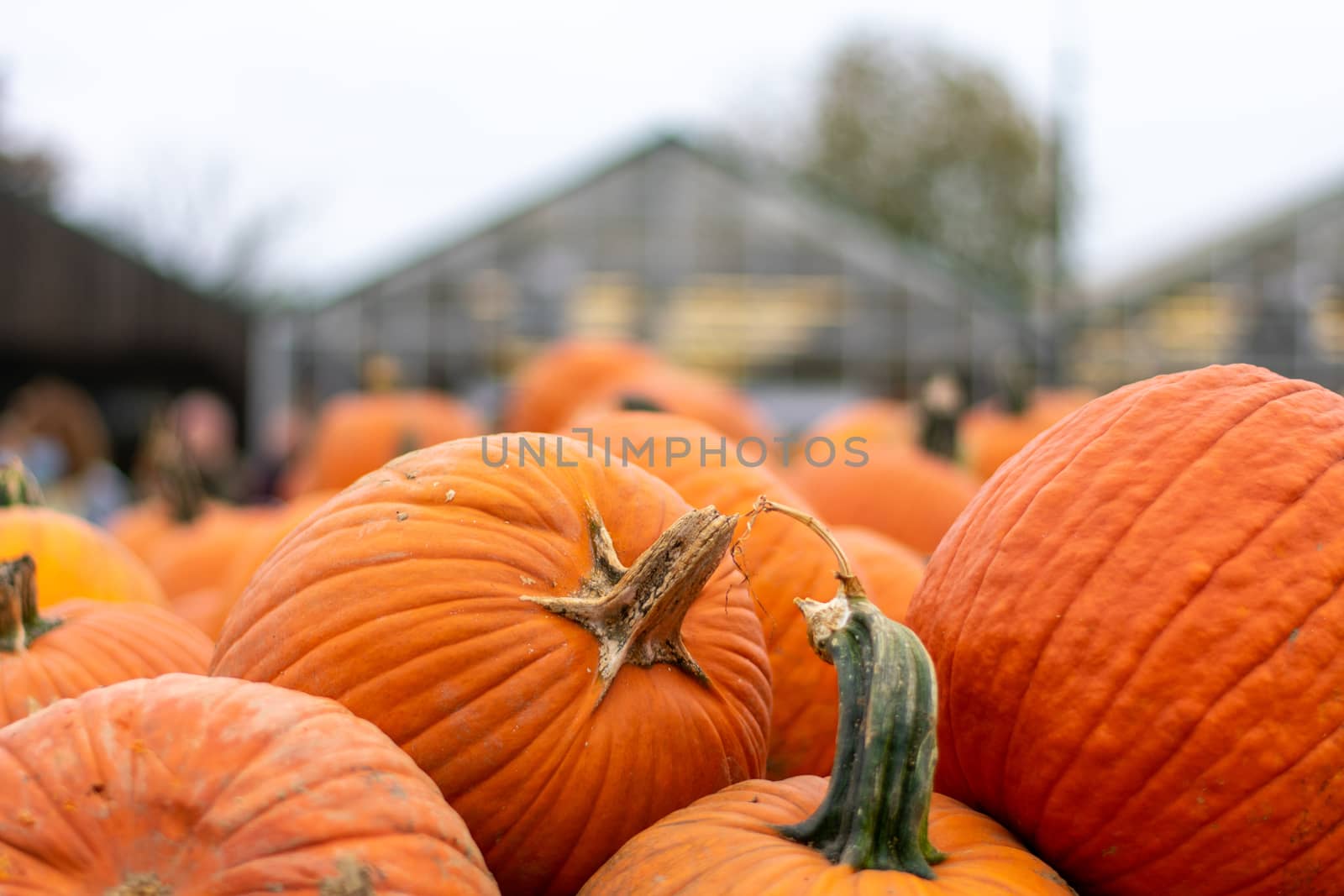Large Orange Pumpkins in a Pile at a Farmer's Market With a Greenhouse Behind Them