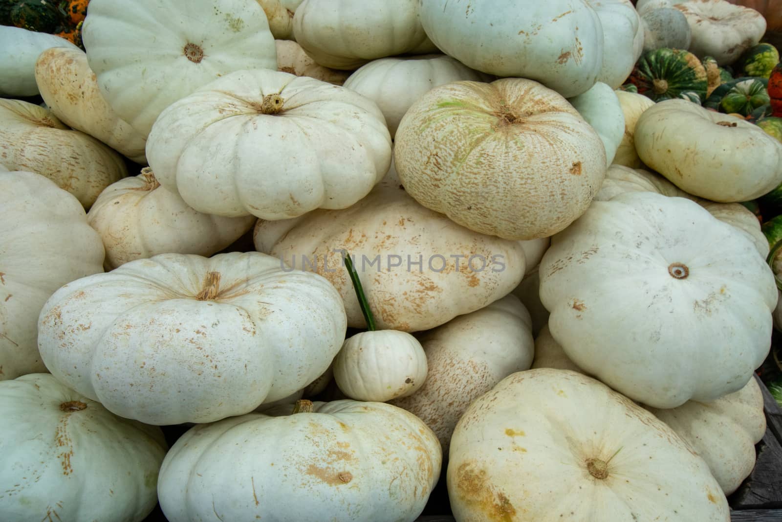 A Pile of Large White Pumpkins in a Wooden Box at a Farmer's Market Filling the Frame