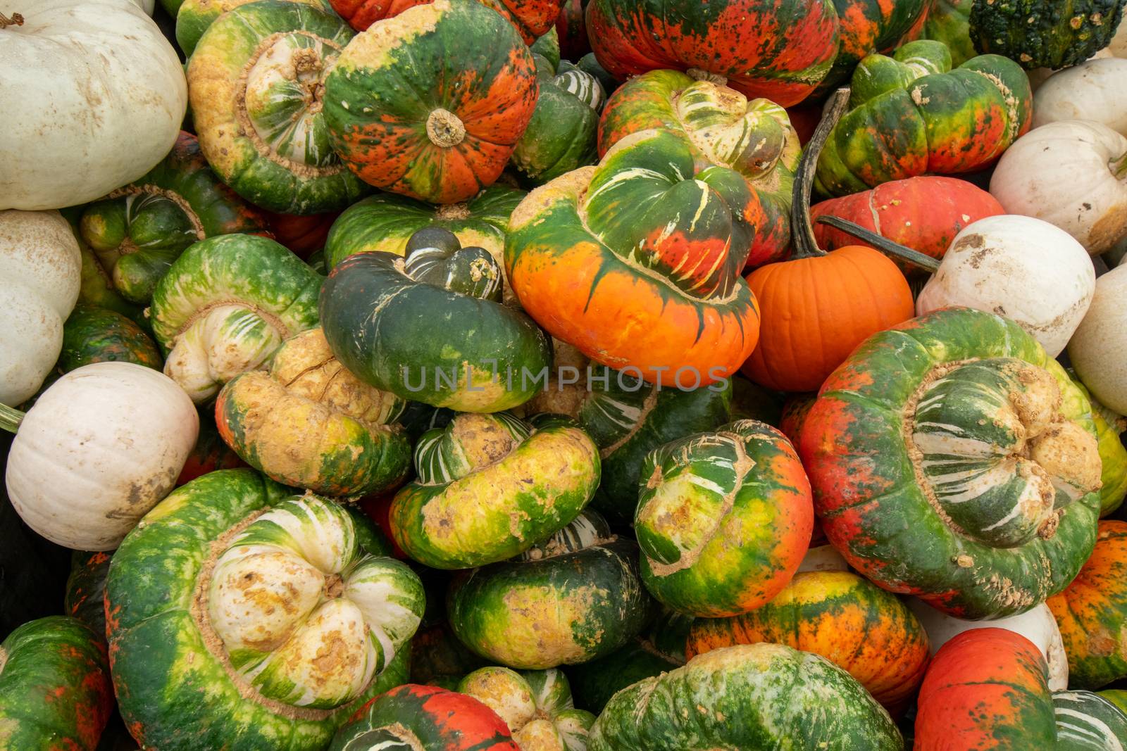 A Pile of Ugly Pumpkins in a Wooden Box at a Farmer's Market Filling the Frame