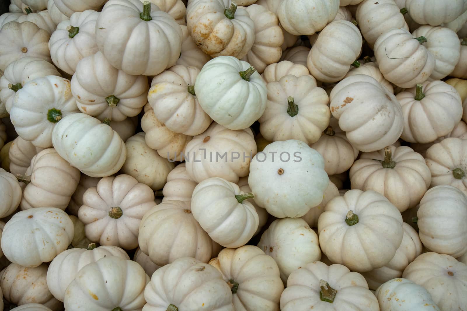 A Pile of Small White Pumpkins in a Wooden Box in a Farmer's Market Filling the Frame