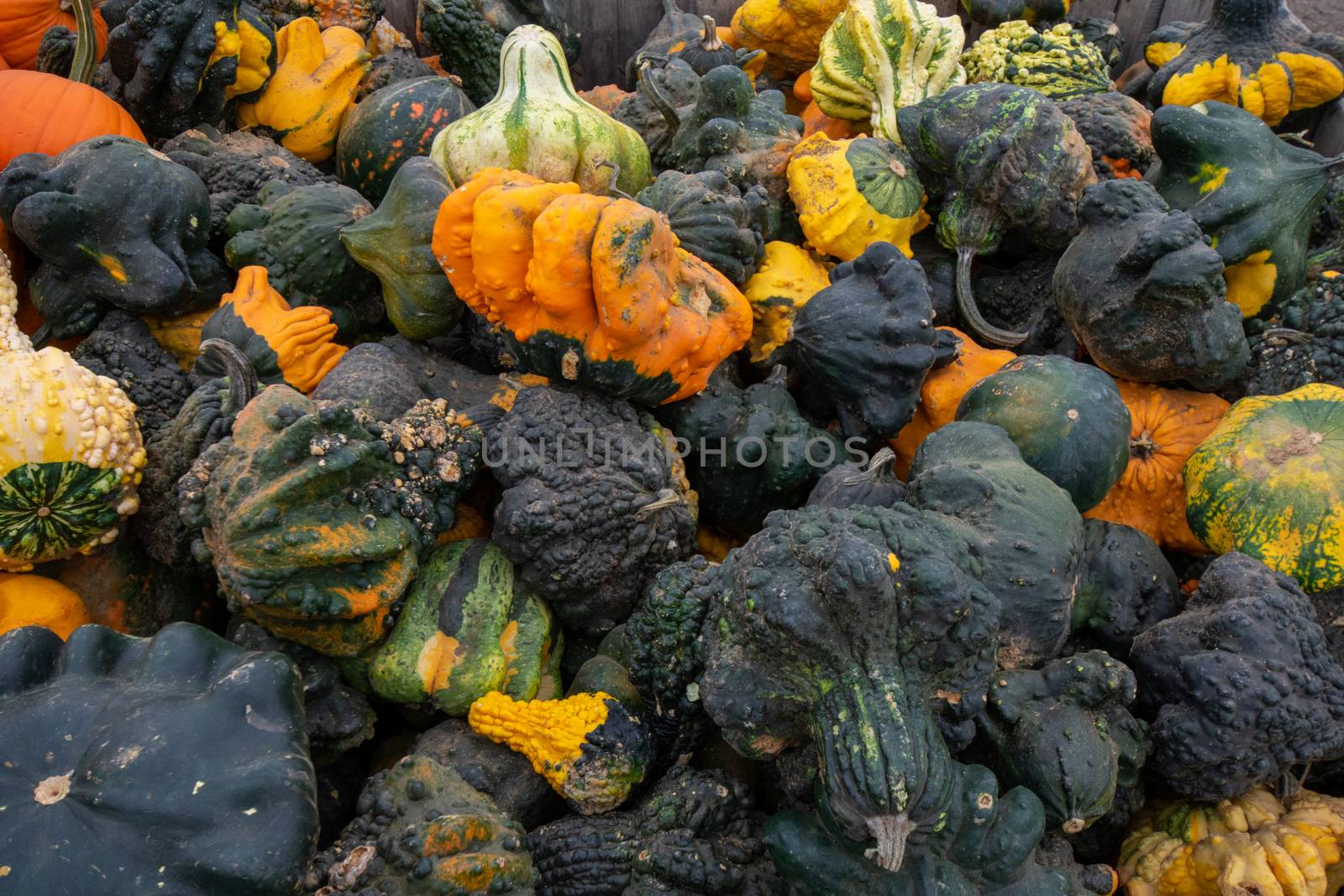 A Pile of Ugly Pumpkins and Squash in Different Colors in a Wooden Crate in a Farmer's Market Filling the Frame