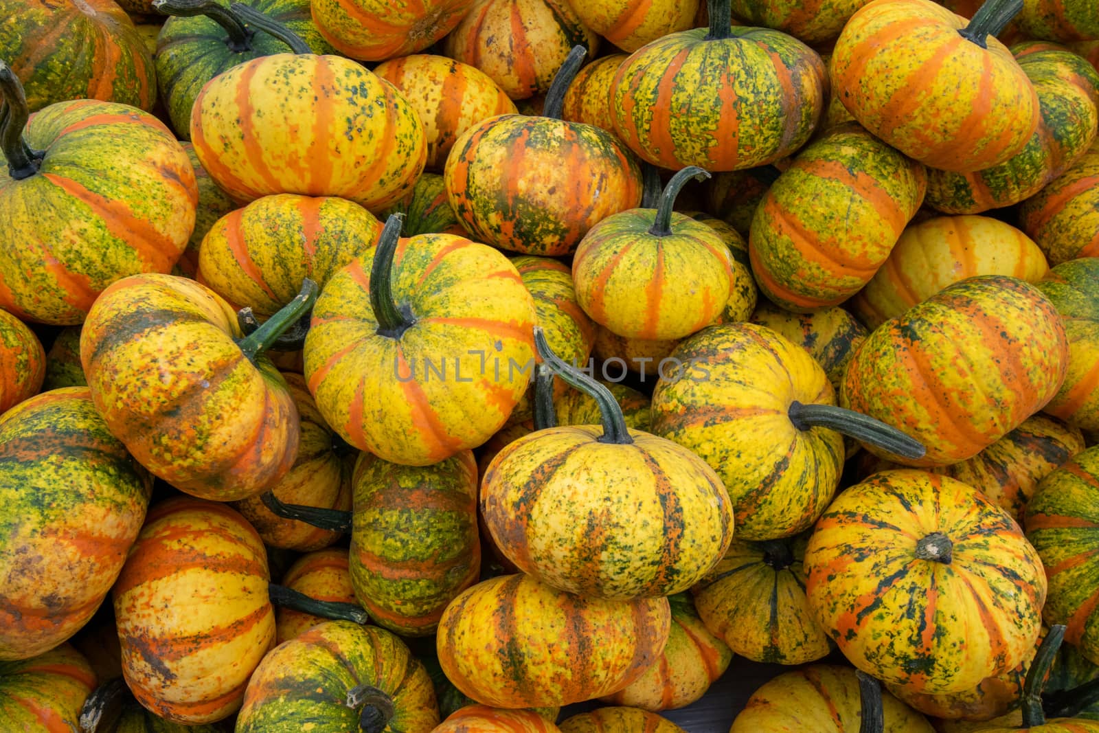 A Pile of Small Yellow Striped Pumpkins in a Box at a Farmer's Market Filling the Frame