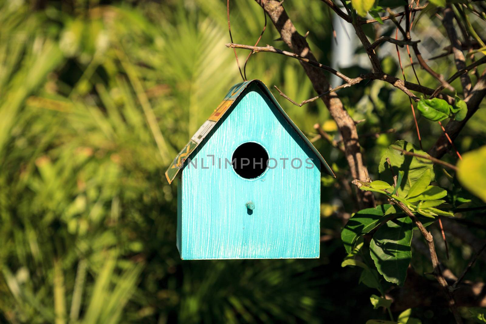 Aqua blue metal birdhouse hangs from a lemon tree by steffstarr