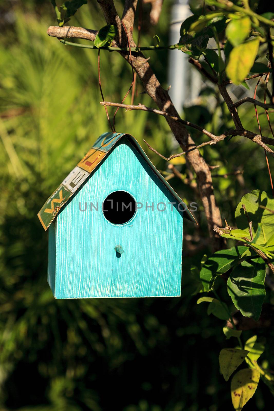 Aqua blue metal birdhouse hangs from a lemon tree by steffstarr
