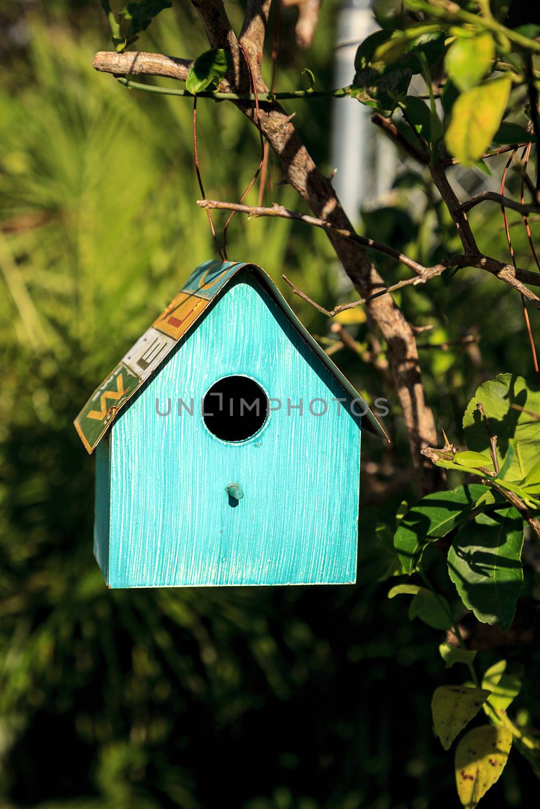 Aqua blue metal birdhouse hangs from a lemon tree in Naples, Florida.