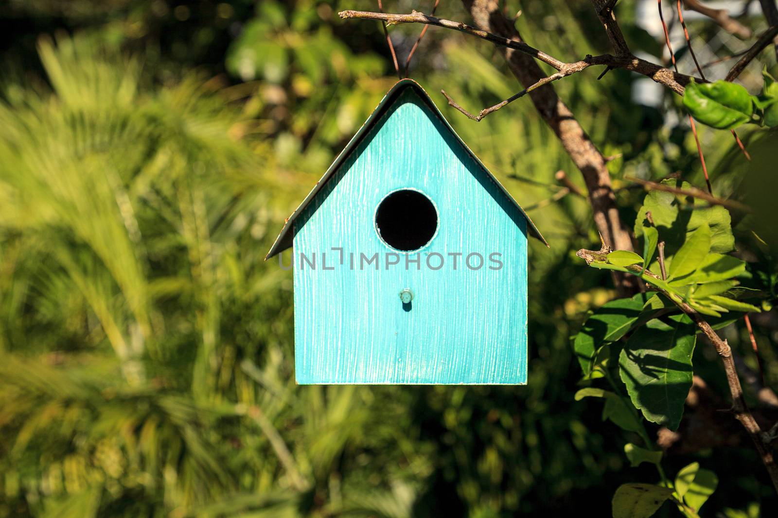 Aqua blue metal birdhouse hangs from a lemon tree in Naples, Florida.