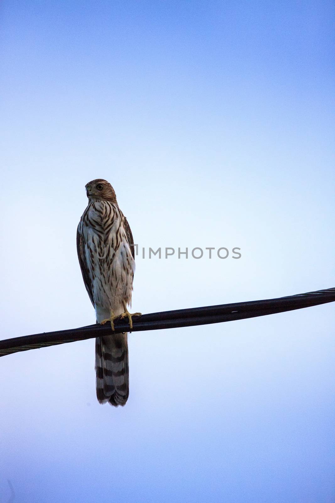 Juvenile light morph Red-tailed hawk Buteo jamaicensis perches on a wire in Naples, Florida